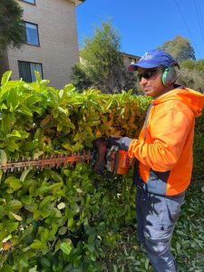 Professional Hedge Trimming & Pruning Services In Sydney